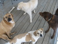Watertown doggies