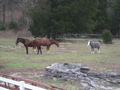 Watertown horses