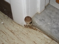 This little fun guy that came to stay