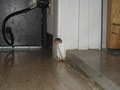 home_mushroom02.jpg