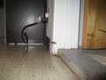 home_mushroom03.jpg
