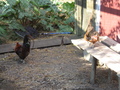 Dirty chickens